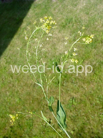 fieldcress, Austrian